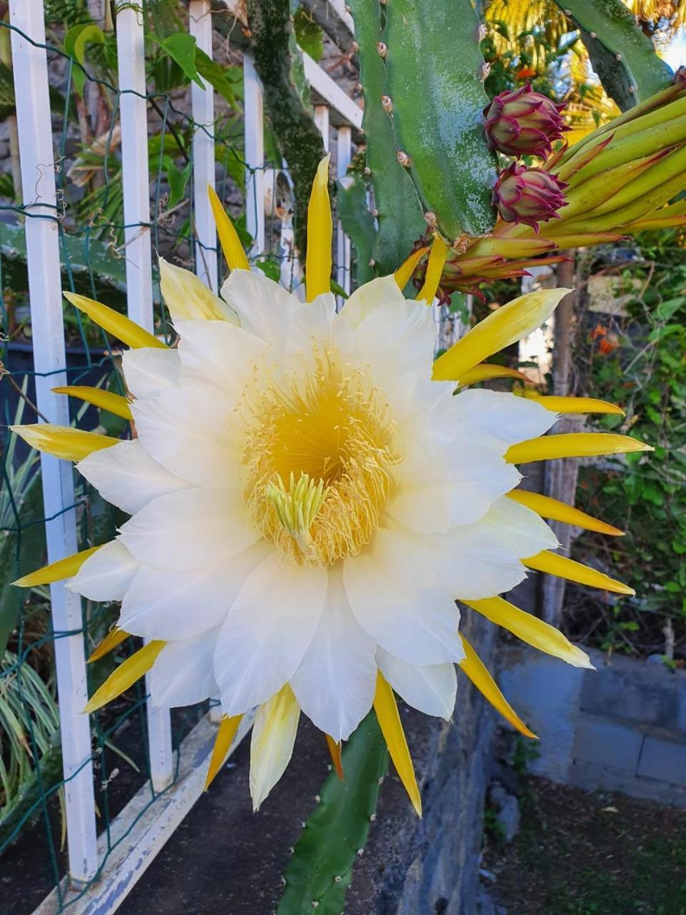Pitaya Daire Claira Dış mekan fotoğraf